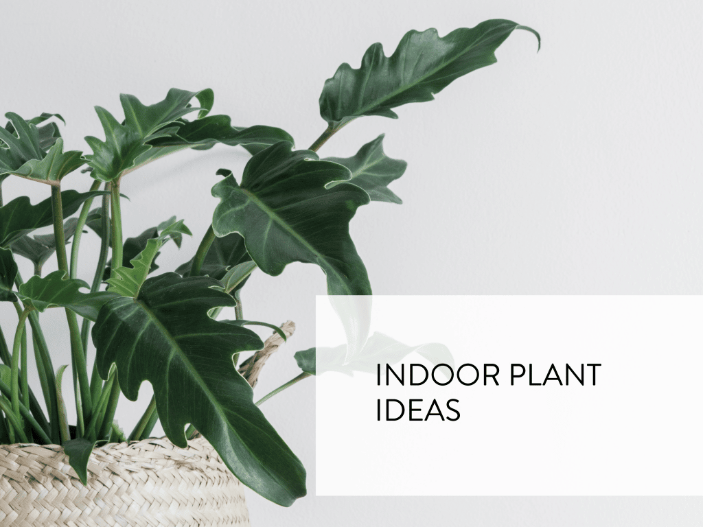 Indoor Plant Ideas - Zen Home Gifts